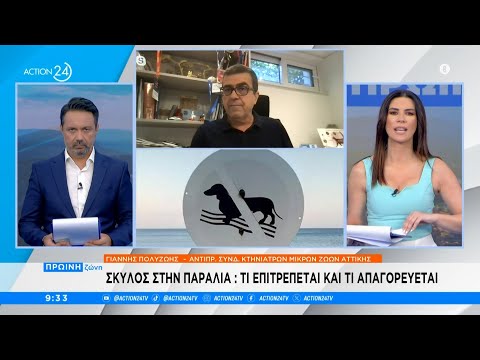 Σκύλος στην παραλία: Όσα επιτρέπονται και όσα απαγορεύονται | Πρωϊνή Ζώνη | ACTION 24