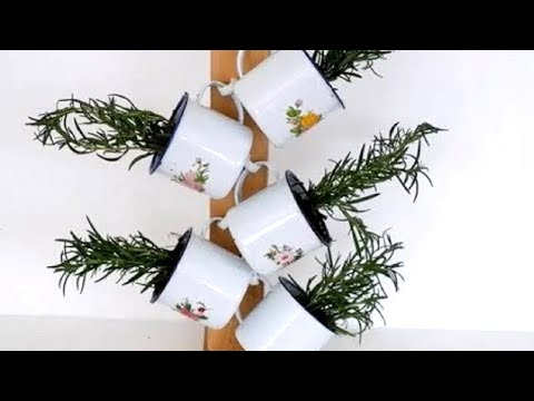 Rosemary Herbs in Mugs with DIY Wooden Kitchen Table Top Herb Garden