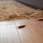 Πως διώχνεις τις κατσαρίδες από το σπίτι με 7 φυσικούς τρόπους