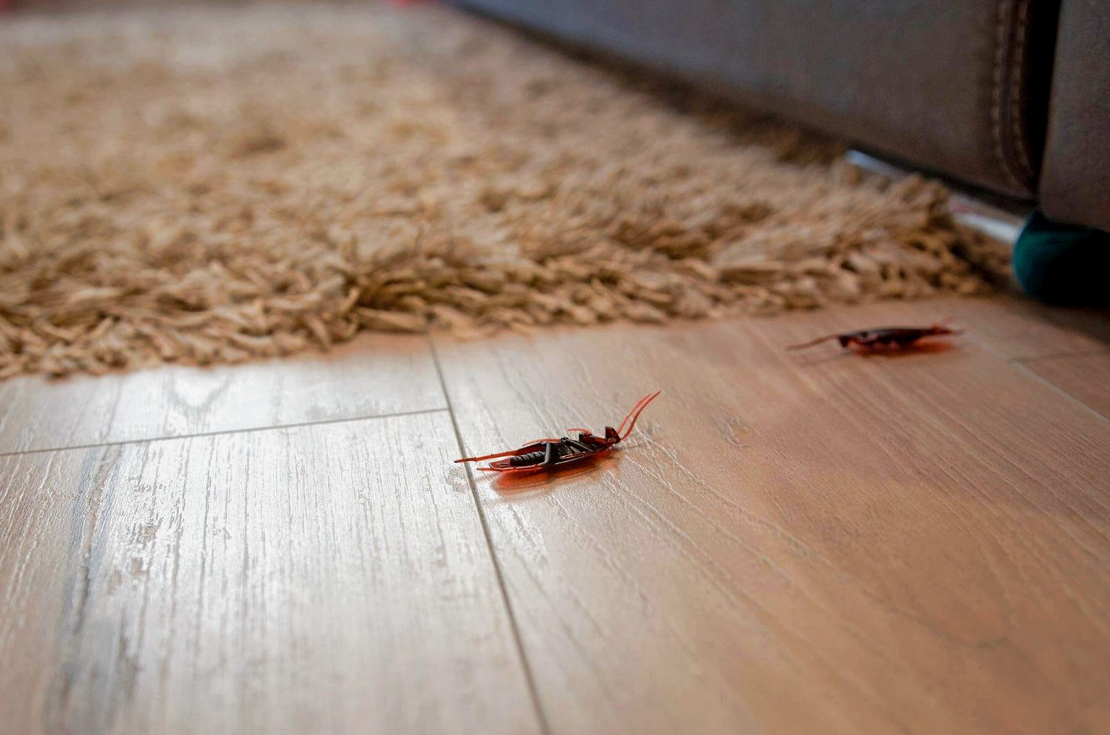 Πως διώχνεις τις κατσαρίδες από το σπίτι με 7 φυσικούς τρόπους