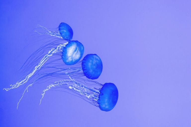 Μωβ μέδουσα: Τι να κάνετε αν σας τσιμπήσει στη θάλασσα