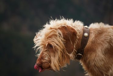 Πώς δεν θα μυρίζει το στόμα του σκύλου μου