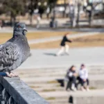 Πως να διώξω τα περιστέρια από το μπαλκόνι μου με αυτούς τους 8 τροπους