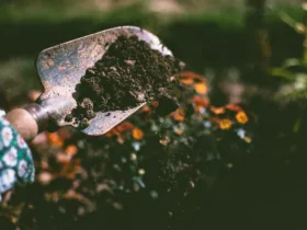 Πώς να κάνω guerrilla gardening;