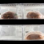 ΨΥΓΕΙΟ, ΤΡΟΦΙΜΑ