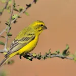 Πόσα χρόνια ζουν τα καναρίνια;