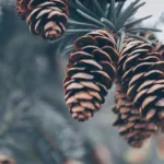 κουκουνάρια