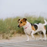 Πόσα σκυλιά ή γάτες μπορούμε να έχουμε σε ένα διαμέρισμα