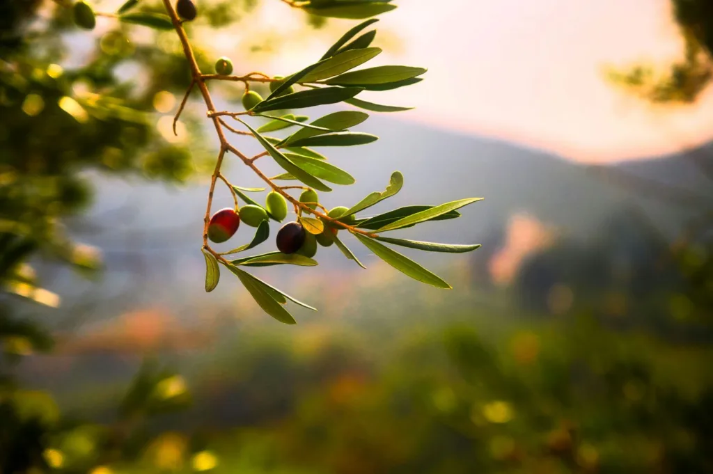 Πόσο κοστίζει ο τενεκές λάδι σήμερα