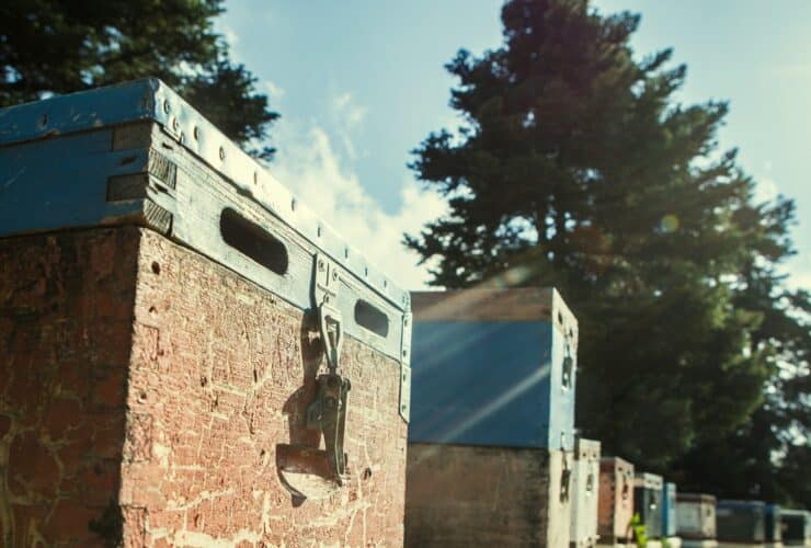 Βασιλικός πολτός: Τα οφέλη για την υγεία και οι παρενέργειες