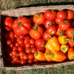 Αυτά τα φρούτα και λαχανικά δεν πρέπει ΠΟΤΕ να μπαίνουν στο ψυγείο – Το κάνεις λάθος κάθε μέρα!