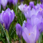 Εαρινή ισημερία 2025: Πότε έρχεται και επίσημα η άνοιξη