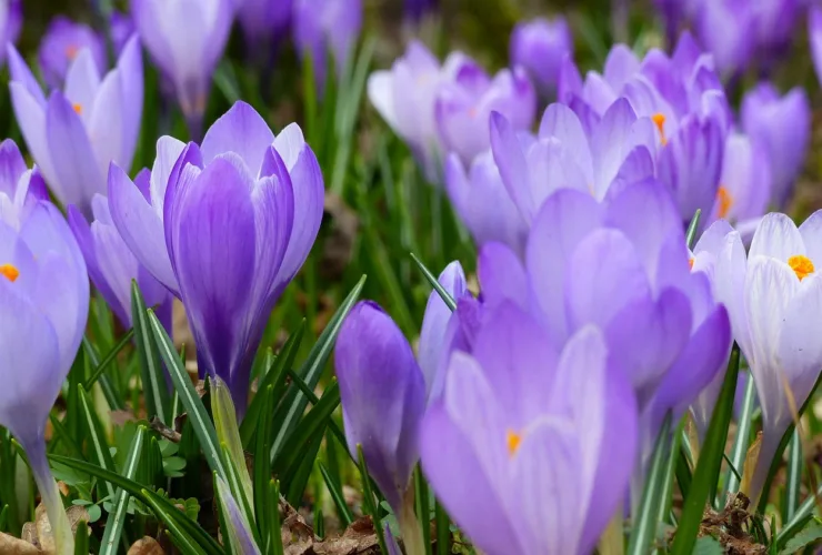 Εαρινή ισημερία 2025: Πότε έρχεται και επίσημα η άνοιξη