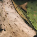 Μυρμήγκια: Το απόλυτο παραδείγματα κοινωνικής οργάνωσης