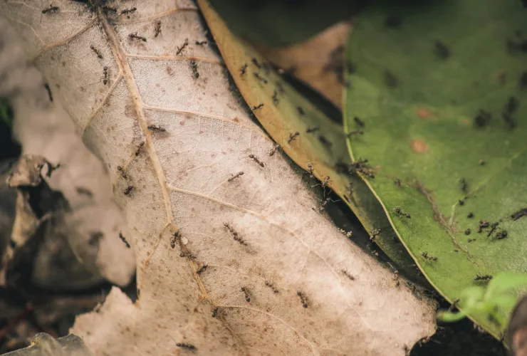 Μυρμήγκια: Το απόλυτο παραδείγματα κοινωνικής οργάνωσης