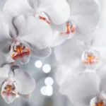 Πώς πρέπει να ποτίζουμε τις ορχιδέες