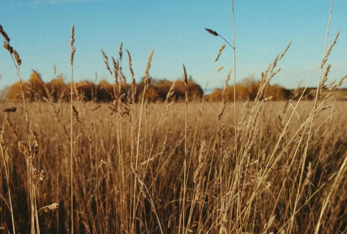 Αντιπυρική περίοδος 2025: Υποχρεωτικός ο καθαρισμός οικοπέδων