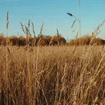 Αντιπυρική περίοδος 2025: Υποχρεωτικός ο καθαρισμός οικοπέδων