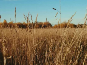 Αντιπυρική περίοδος 2025: Υποχρεωτικός ο καθαρισμός οικοπέδων