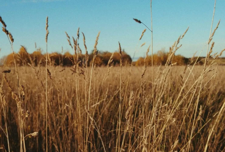 Αντιπυρική περίοδος 2025: Υποχρεωτικός ο καθαρισμός οικοπέδων