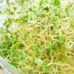 Πως οι φύτρες ενός λαχανικού ρυθμίζουν το σάκχαρο και αποτρέπουν τον διαβήτη