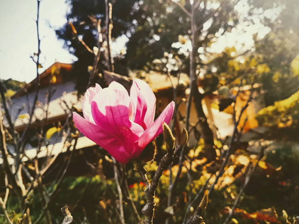 Πότε είναι οι Αλκυονίδες μέρες το 2026;