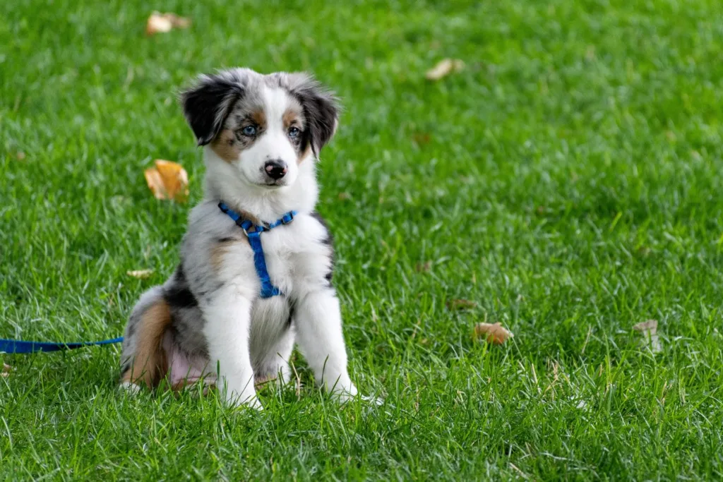 Το «αλφαβητάρι» για τα ζώα συντροφιάς στο gov.gr – Τι ισχύει για σκυλιά, γάτες