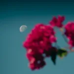 Πώς να φροντίσεις τη βουκαμβίλια για να γεμίσει χρώμα την άνοιξη