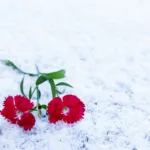 Πρωτομαγιά 2025: Τι ισχύει με τη μεταφορά της αργίας