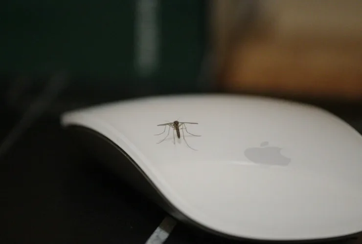 Ιός του Δυτικού Νείλου: Πώς να προστατευτείς από τα κουνούπια – Τα βασικά μέτρα