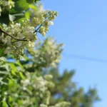 Βάλε αυτό το «σκουπίδι» στις γλάστρες και δες τα φυτά σου να ξανανιώνουν