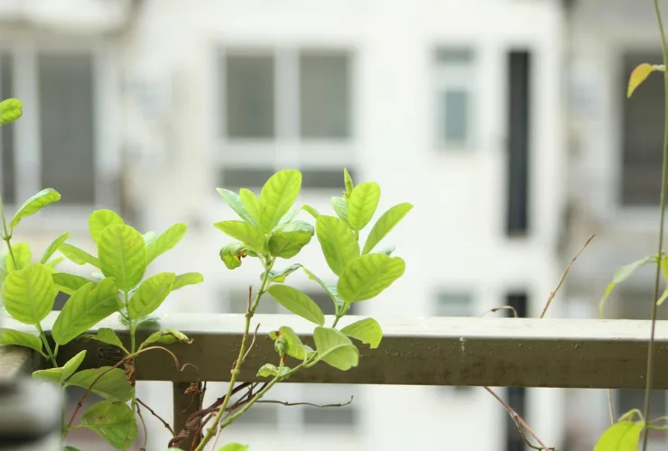 Μελίγκρα τέλος! Το DIY «γιατρικό» που θα σώσει τα φυτά σου