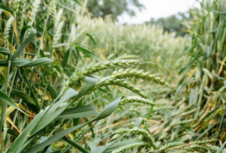 Ακαθάριστα οικόπεδα: Πώς θα γίνονται οι έλεγχοι και θα «πέφτουν» τα πρόστιμα