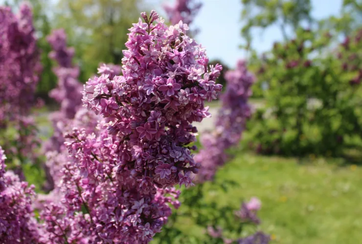 Πασχαλιά: Πώς να φυτέψετε το λουλούδι του Πάσχα