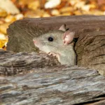 Ονειροκρίτης: Τι σημαίνει αν δεις ποντίκι