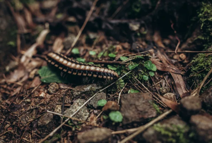 Σαρανταποδαρούσα: Τι να κάνεις αν σε τσιμπήσει