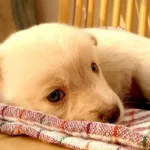 ΚΑΤΟΙΚΙΔΙΑ, ΕΞΕΤΑΣΕΙΣ ΑΙΜΑΤΟΣ