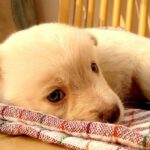 ΚΑΤΟΙΚΙΔΙΑ, ΕΞΕΤΑΣΕΙΣ ΑΙΜΑΤΟΣ