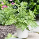 Πώς αυτό το φυτό θα σε κάνει να ξενοιάσεις από τα κουνούπια όλο το καλοκαίρι