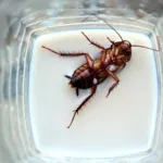 Πώς να αποφύγεις τις κατσαρίδες το καλοκαίρι – Φυσικές & αποτελεσματικές λύσεις