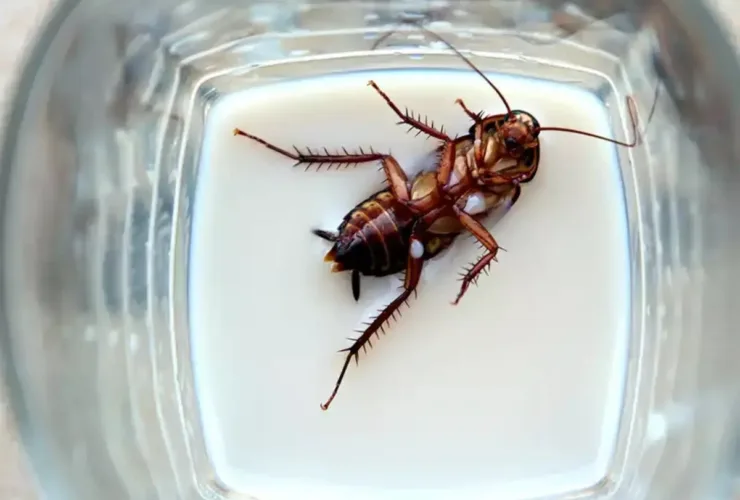 Πώς να αποφύγεις τις κατσαρίδες το καλοκαίρι – Φυσικές & αποτελεσματικές λύσεις