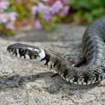 Τι να κάνεις αν πιάσεις ένα φίδι στην αυλή – Οδηγός επιβίωσης