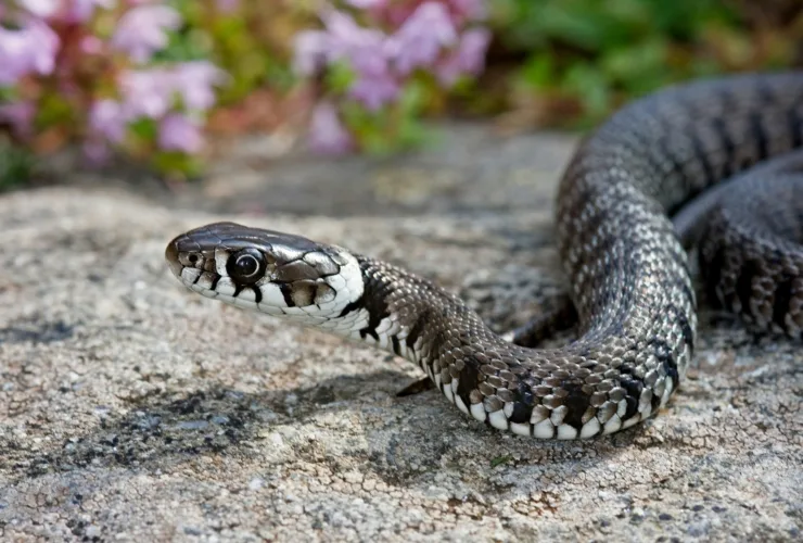 Τι να κάνεις αν πιάσεις ένα φίδι στην αυλή – Οδηγός επιβίωσης