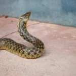 Γιατί δεν πρέπει να πανικοβάλλεσαι αν σε δαγκώσει φίδι στην Ελλάδα – Όσα πρέπει να ξέρεις