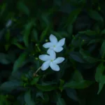 ΦΥΤΟ, ΜΠΑΛΚΟΝΙ