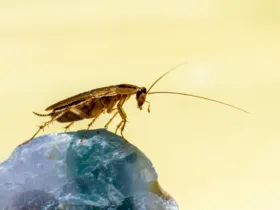 Γιατί οι κατσαρίδες λατρεύουν και τα πεντακάθαρα σπίτια και πού κρύβονται