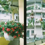 Πώς να προστατεύσετε τα φυτά σας από τη ζέστη: Οι 7 «χρυσοί» κανόνες