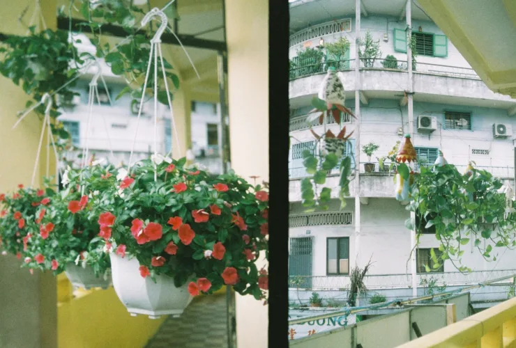 Πώς να προστατεύσετε τα φυτά σας από τη ζέστη: Οι 7 «χρυσοί» κανόνες