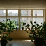 Κουνούπια τέλος με φυσικό τρόπο: Το φυτό «ασπίδα» που τα κρατά μακριά