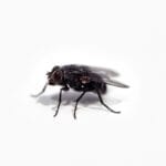 Γιατί οι μύγες δεν φεύγουν από το σπίτι και πώς να τους δείξεις την έξοδο